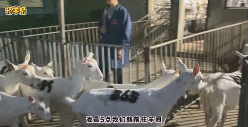 透明工藝，安心之選 谷登大白寵物羊奶，開啟國內(nèi)寵物食品新標(biāo)準(zhǔn)